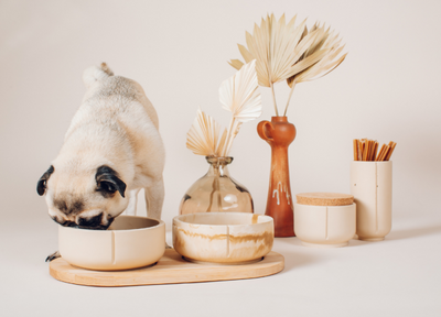 Discover Our New Pino Bowls at Paws Up