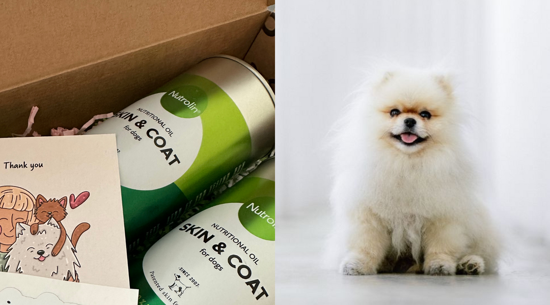 Alopecia x pomeranian cure best sale