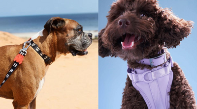 Dog Harnesses & Dog Collars: Which is Best for Your Dog?