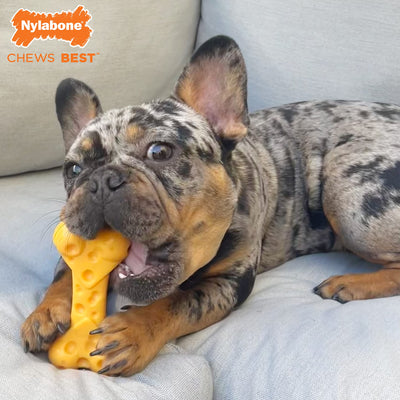 Power Chew Cheese Bone