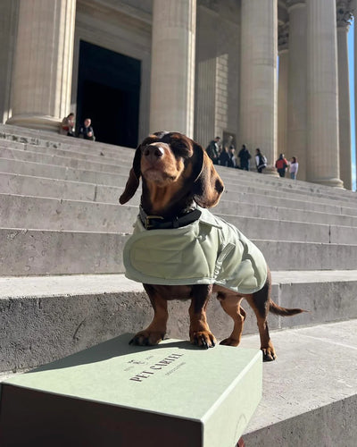 Dog Coat "Noble Tails"
