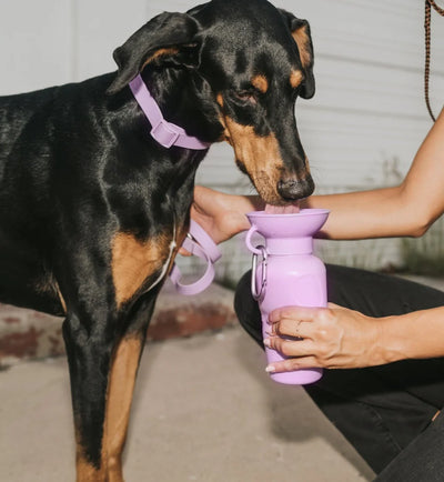 Classic Water Bottle