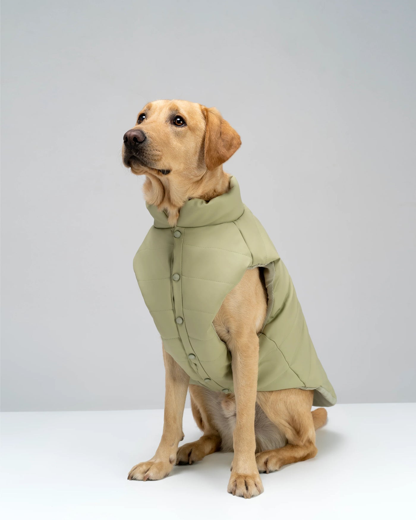 Puffer Dog Vest "Pawsome Fashionista"
