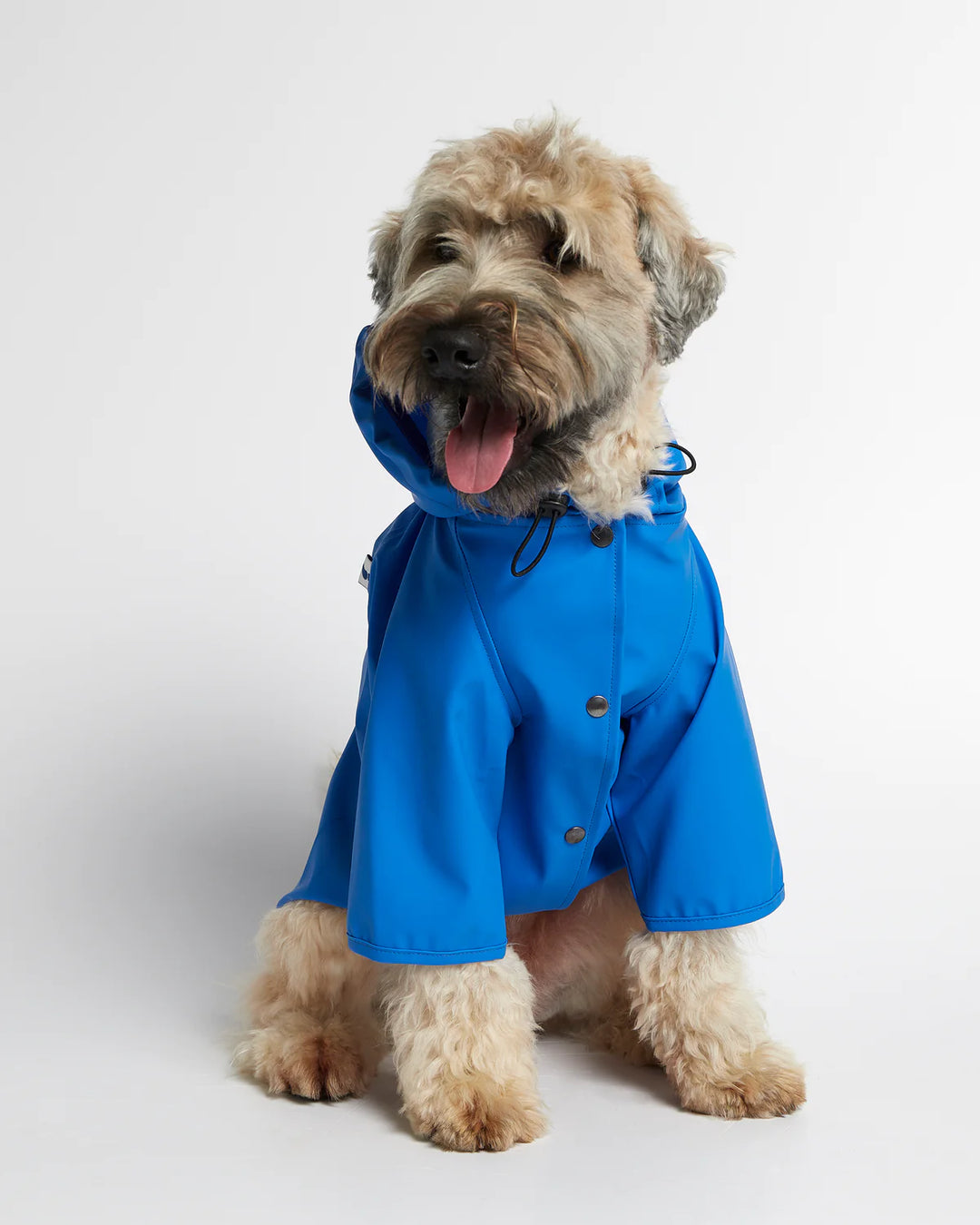 French Blue Sarah Raincoat – Paws Up Pet Shop