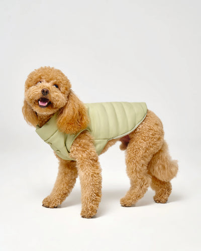 Puffer Dog Vest "Pawsome Fashionista"
