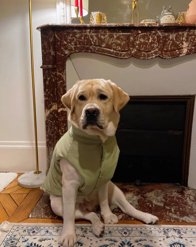 Puffer Dog Vest "Pawsome Fashionista"