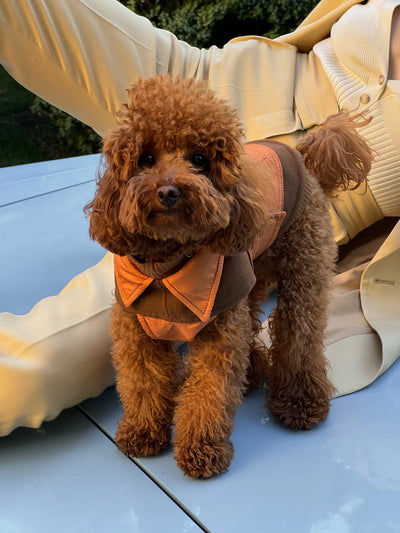 Dog Coat Blanket "Noble Tails"