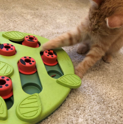 Cat playing with the intelligent Toy the Buggin Puzzle