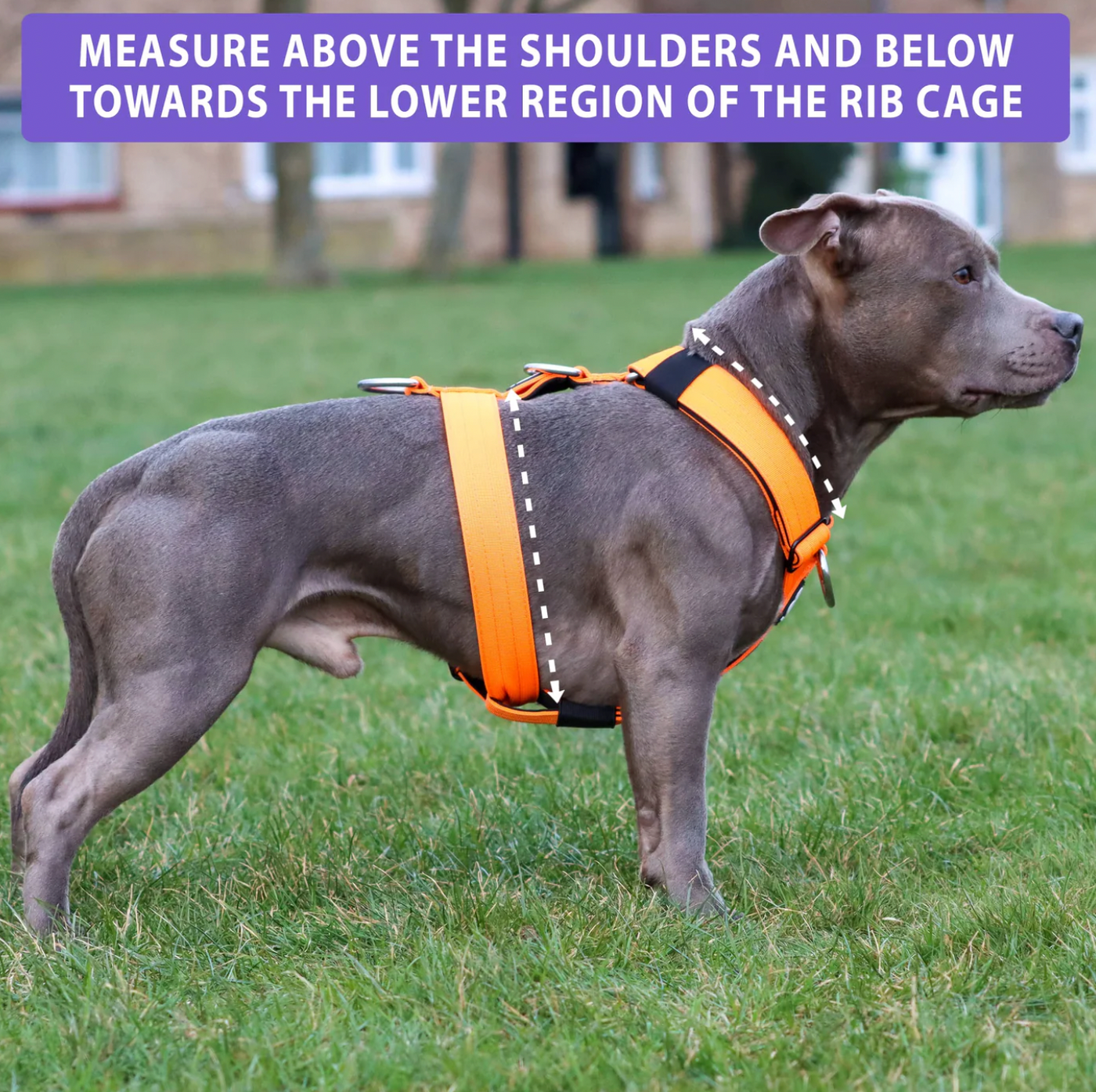 TRI-Harness | Anti-Pull, Adjustable & Durable - Metal Grey