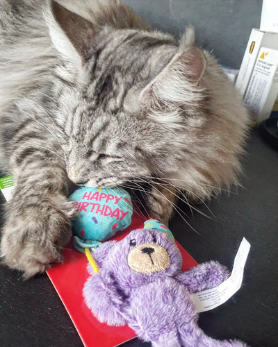 KONG Occasions Birthday Teddy