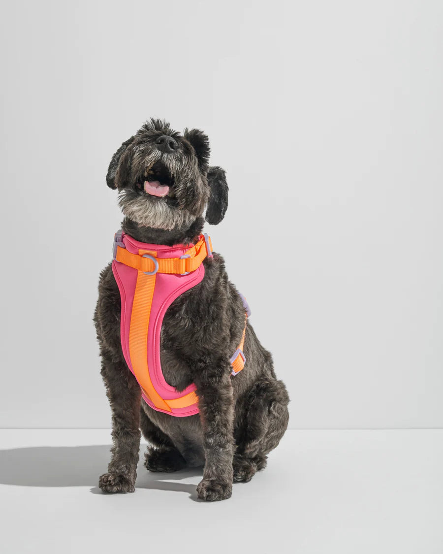 Harness from Wild Dog - Limited Edition - Cosmopolitan