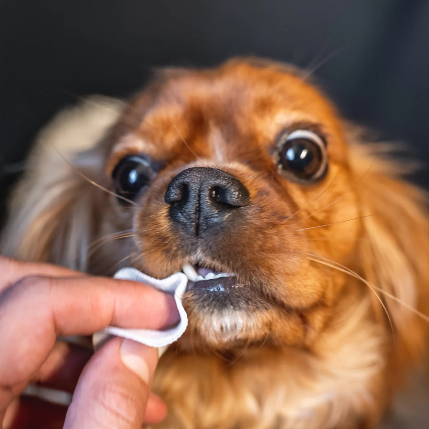 Teeth Cleaning Wipes for Dogs