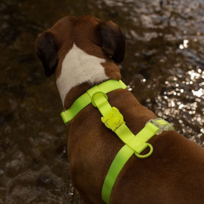 NeoPro Lime Harness