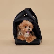 Onboard Travel Pet Carrier