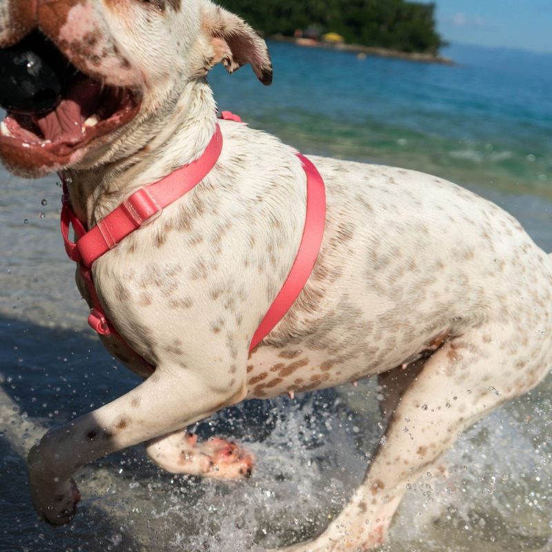 NeoPro Bubblegum Harness