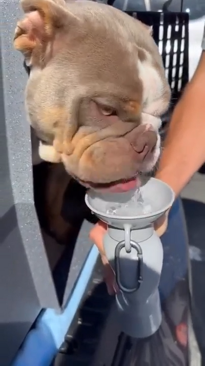 Classic Water Bottle