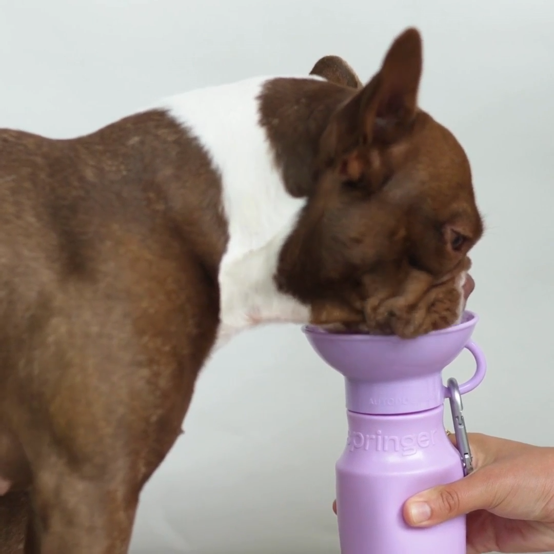 Mini Water Bottle