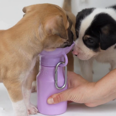 Mini Water Bottle