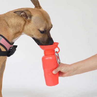 Classic Water Bottle