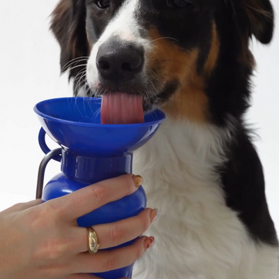 Classic Water Bottle