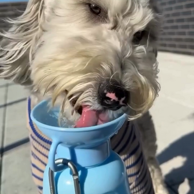 Classic Water Bottle