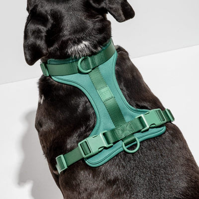 Harness from Wild One - Spruce